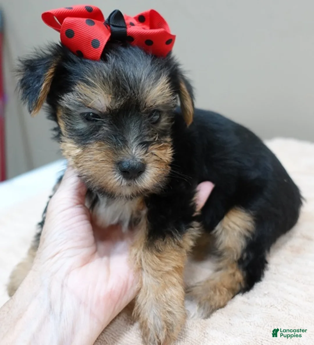 Yorkshire Terrier dogs for sale: Ziggy 2 pounds - Ad 2