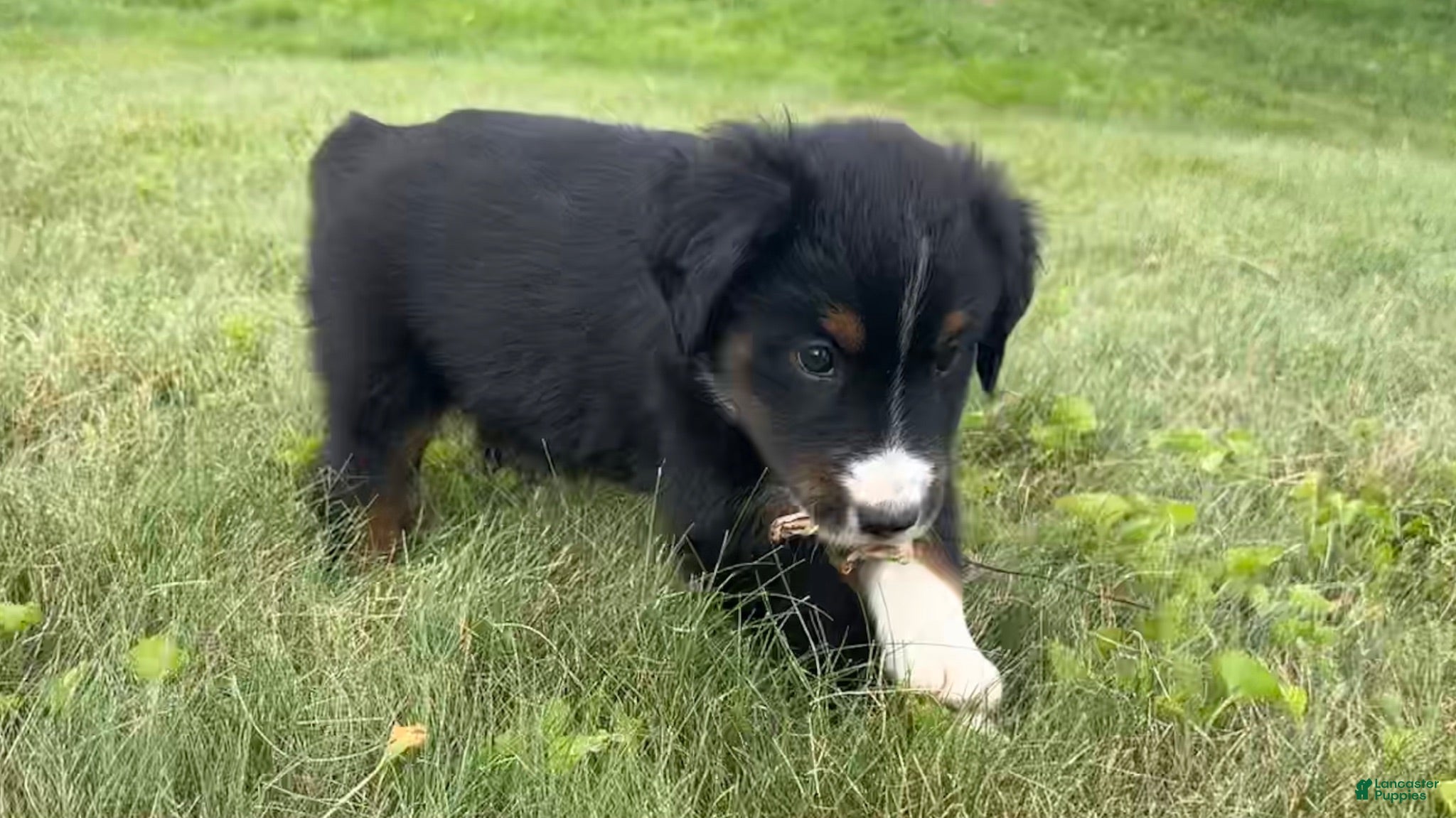 Miniature Australian Shepherd dogs Miniature Australian Shepherd Puppy 10 - Ad 2