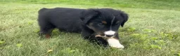 Miniature Australian Shepherd dogs for sale: Miniature Australian Shepherd Puppy 10 - Ad 2