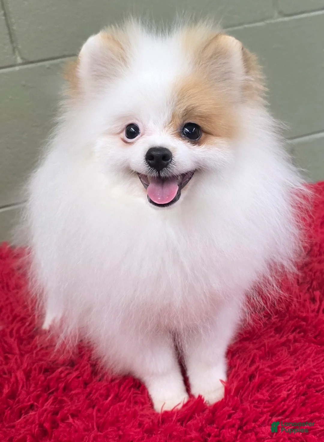 Pomeranian dogs for sale: Pomeranian Puppy 1 - Ad 7