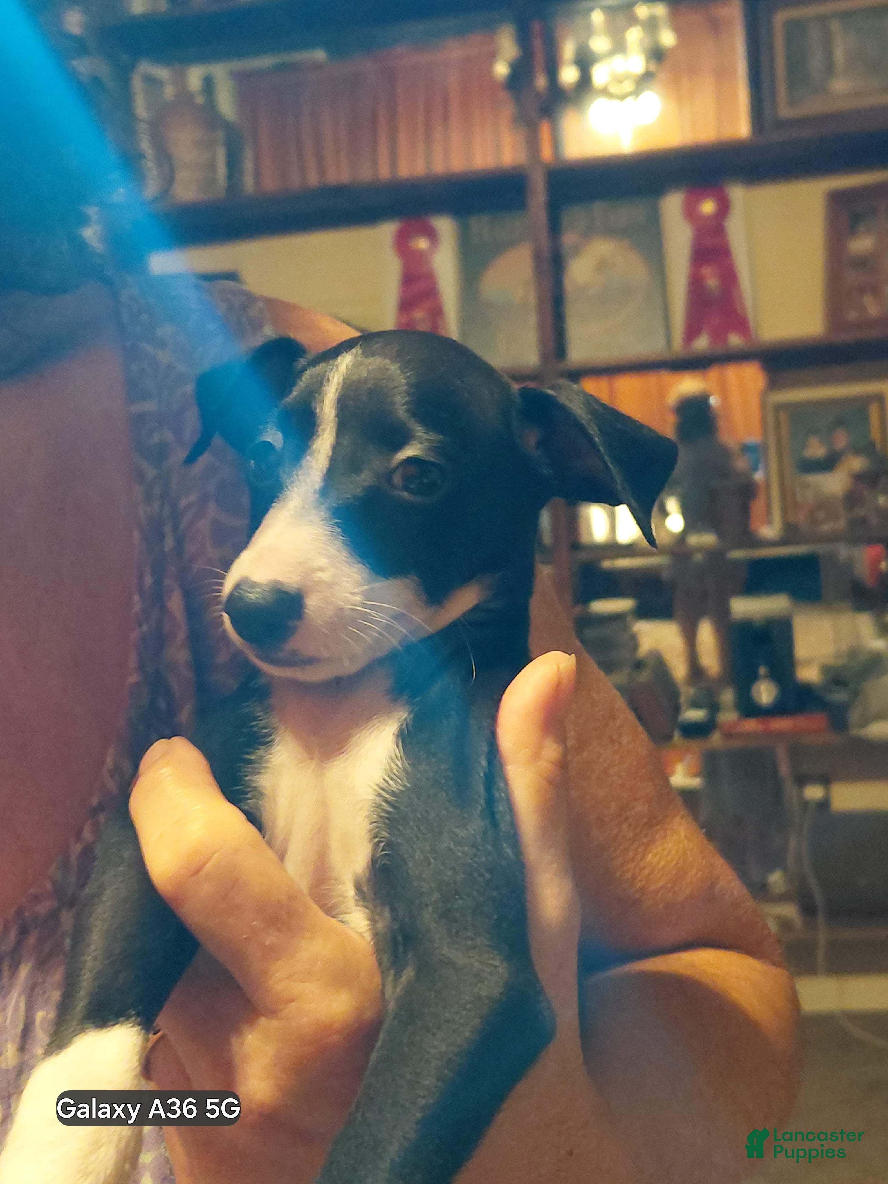 Italian Greyhound dogs Italian Greyhound 2 - Ad 2