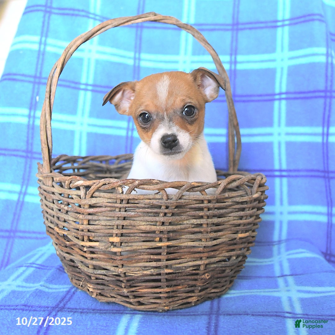 Chihuahua dogs for sale: Pepper - Ad 5