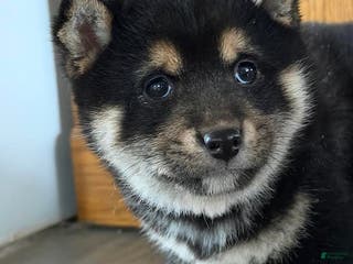 Shiba Inu dogs Sidney - Ad 12