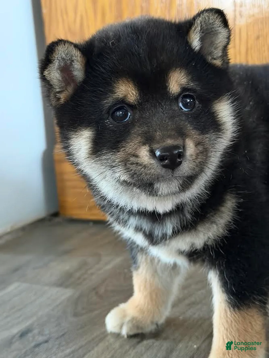 Shiba Inu dogs for sale: Sidney - Ad 1