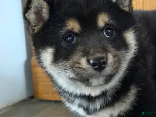 Shiba Inu dogs Sidney - Ad 9