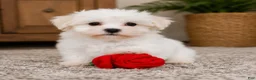 Maltese dogs for sale: Rocky - Ad 4