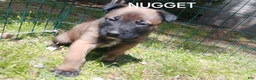 Belgian Malinois dogs for sale: Belgian Malinois Puppy 5 - Ad 1
