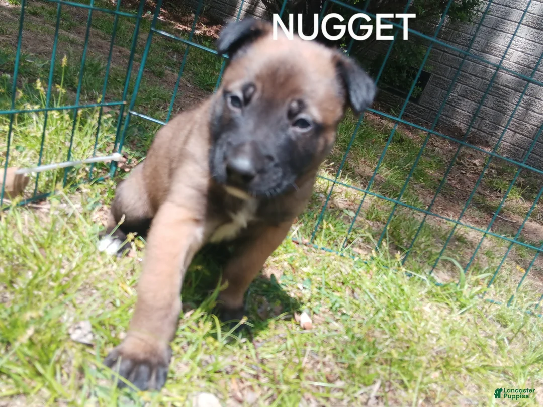 Belgian Malinois dogs for sale: Belgian Malinois Puppy 5 - Ad 1