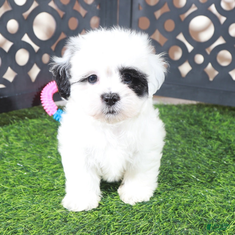 Teddy Bear dogs Patches Beautiful Female Teddy Bear Puppy - Ad 1