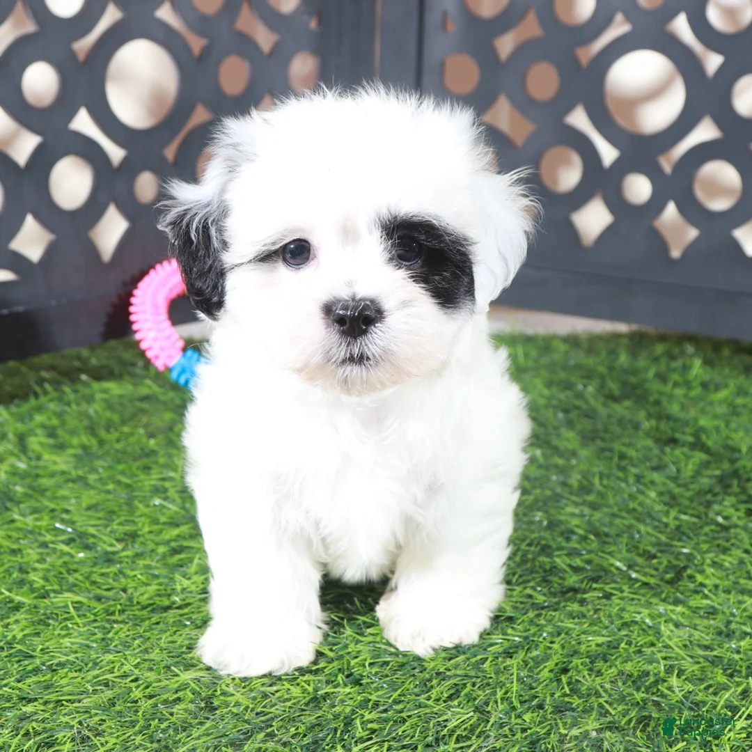 Teddy Bear dogs for sale: Patches Beautiful Female Teddy Bear Puppy - Ad 1