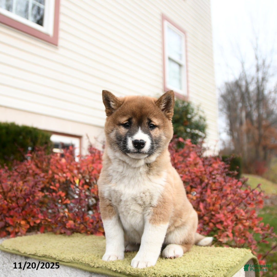 Shiba Inu dogs for sale: Felicity - Ad 1