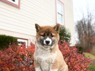 Shiba Inu dogs Felicity - Ad 14