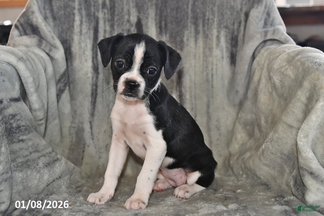 Mixed Breed dogs for sale: Skye - Ad 5