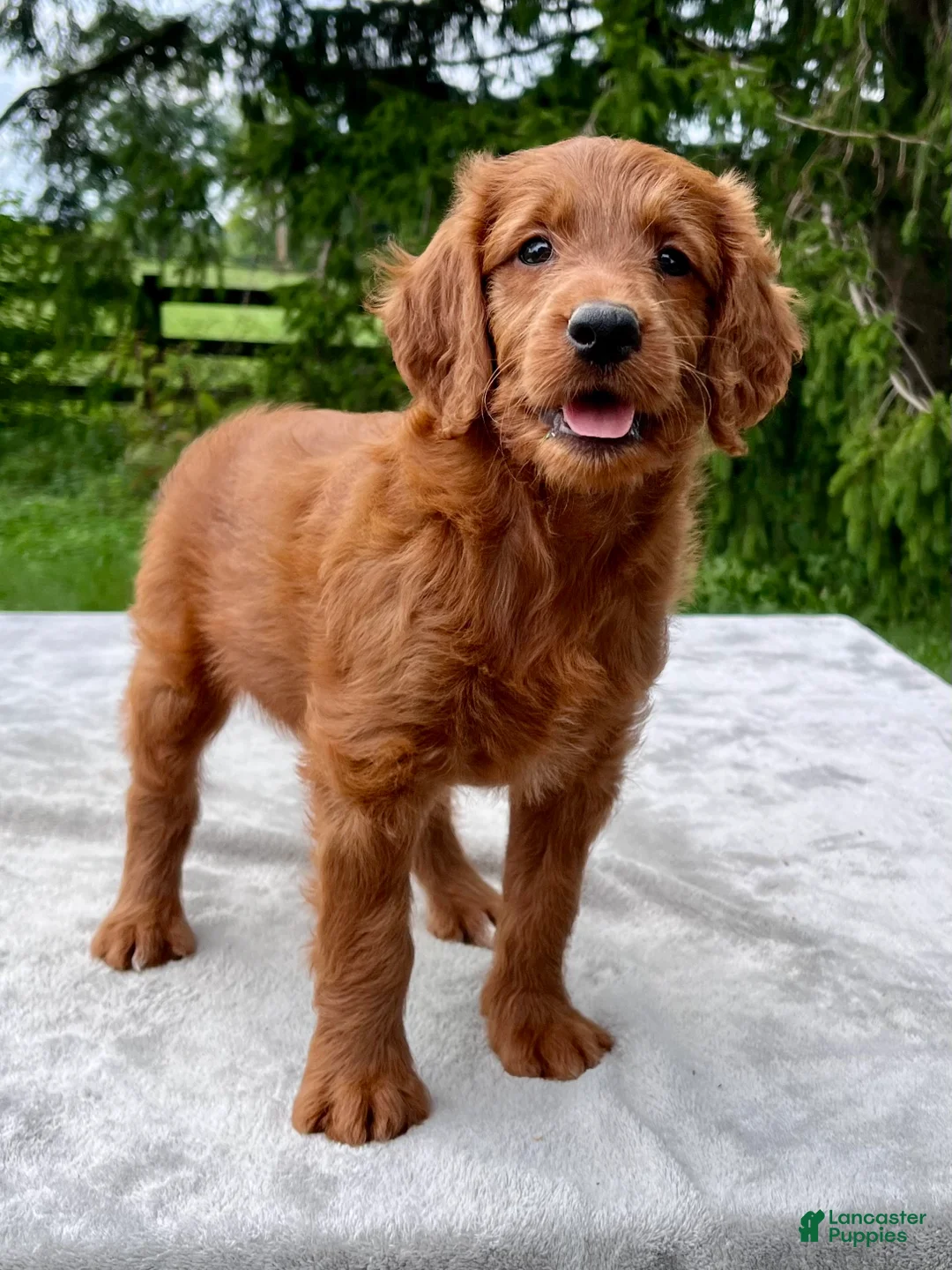 Goldendoodle dogs for sale: Faith medium sized - Ad 2