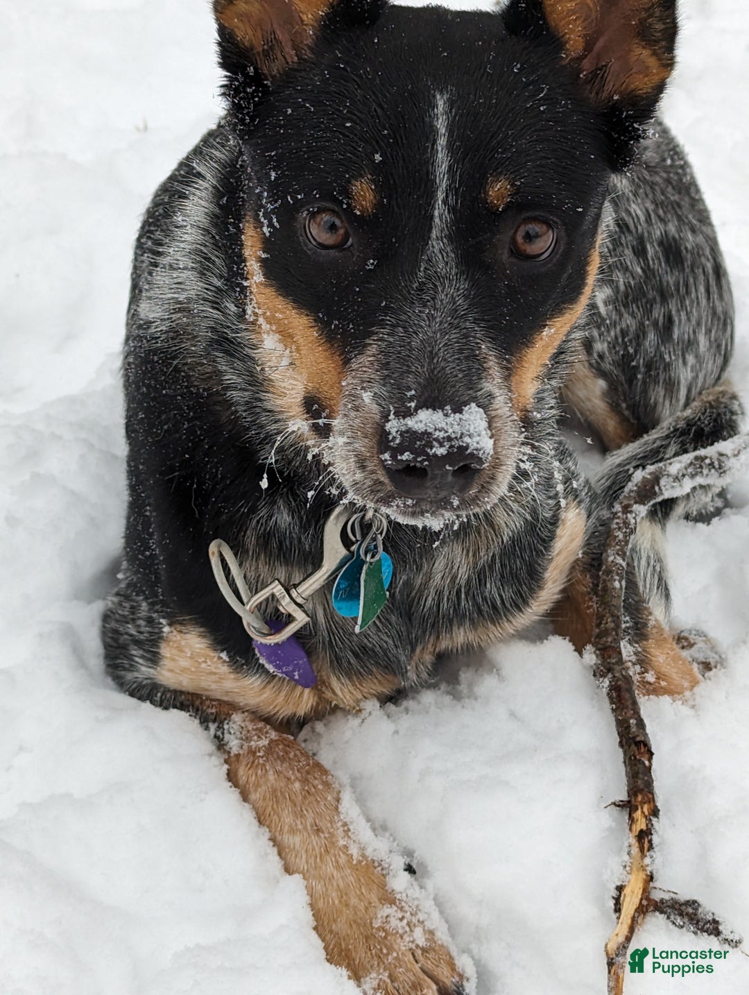 Australian Cattle Dog dogs for sale: Nyla - Ad 4