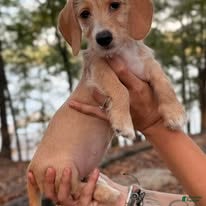 Dachshund dogs Margaret - Ad 2