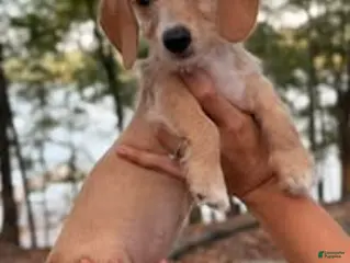 Dachshund dogs Margaret - Ad 2