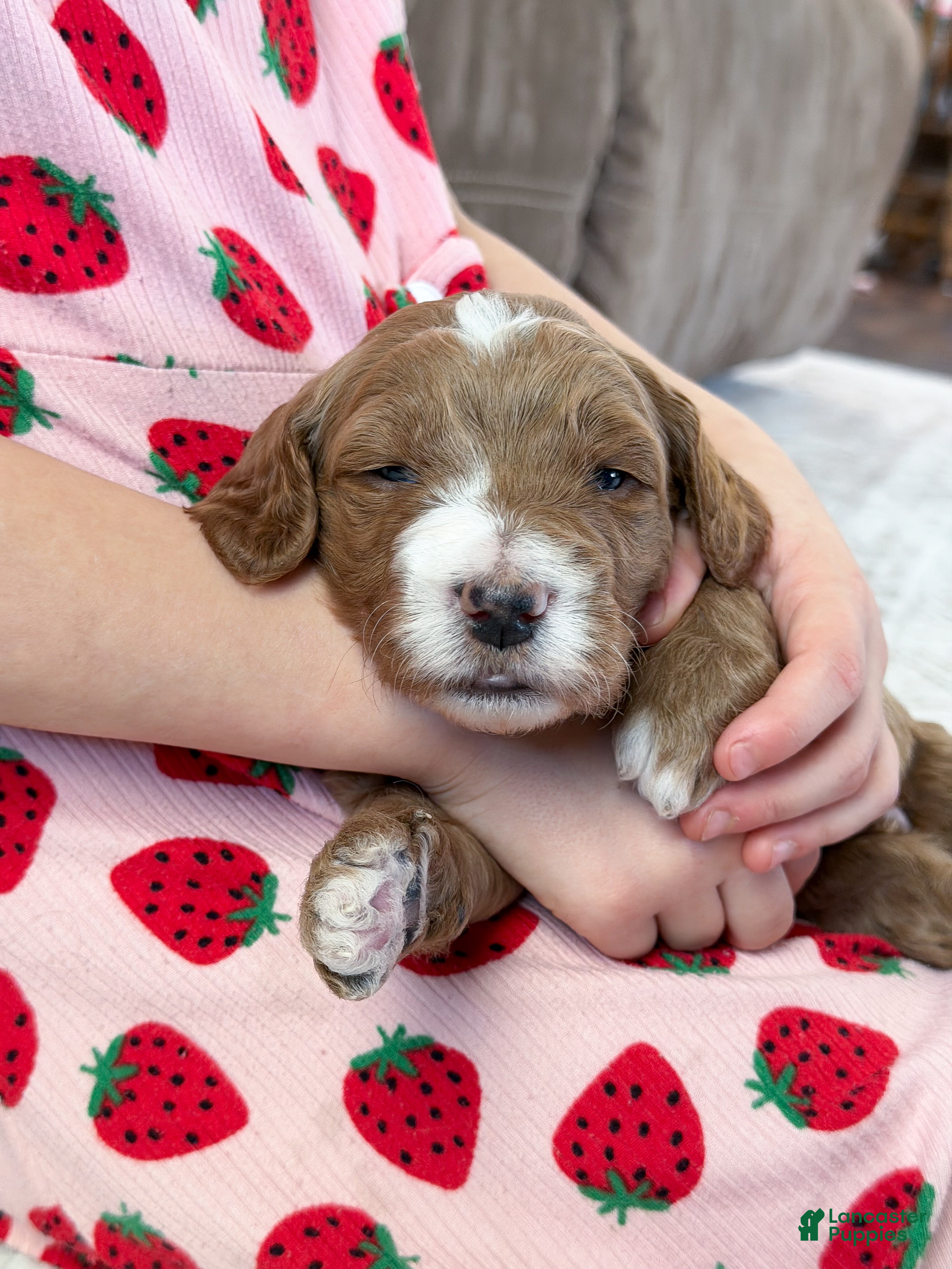 Goldendoodle dogs Jackson  - Ad 27