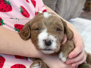 Goldendoodle dogs Jackson - Ad 31