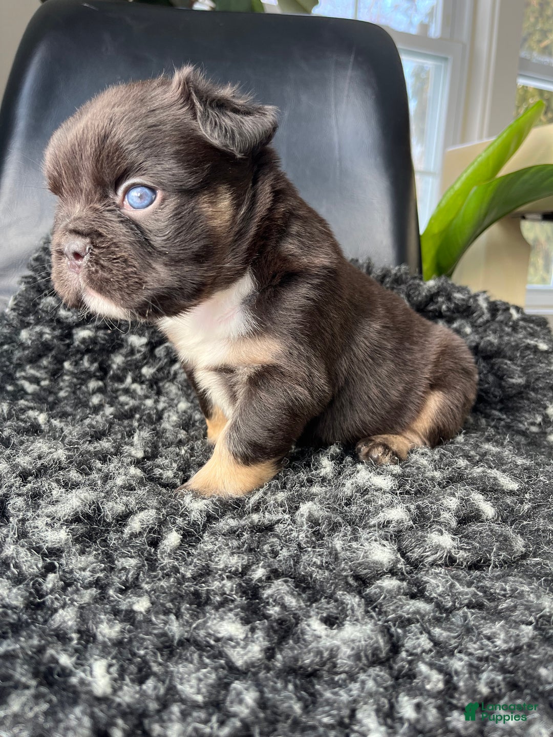 French Bulldog dogs for sale: Bruno - Ad 5