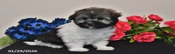 Havanese dogs for sale: Tara - Ad 2