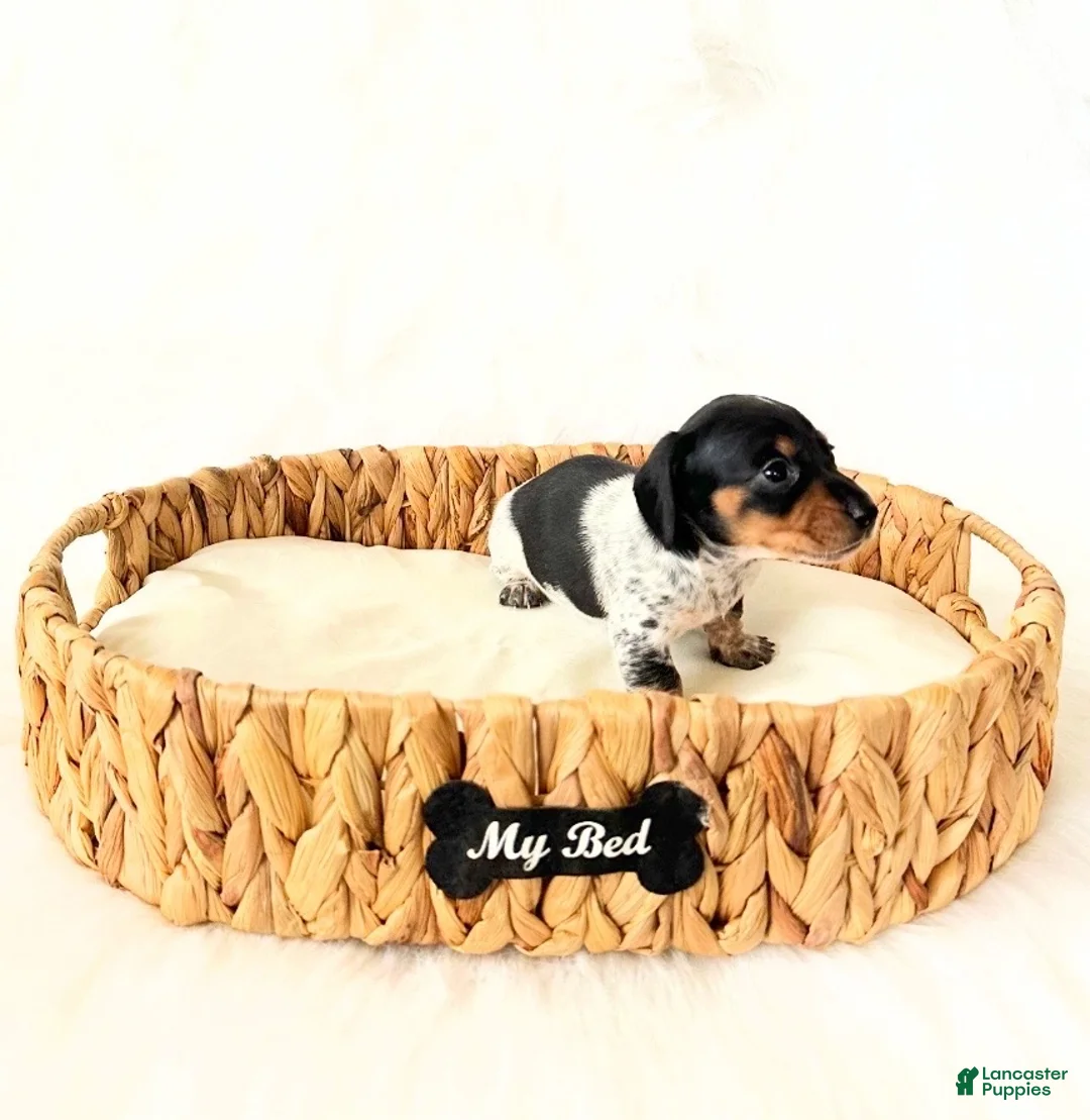 Miniature Dachshund dogs for sale: AKC Opal - Ad 2