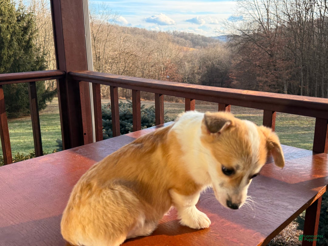 Welsh Corgi Pembroke dogs for sale: Bonnie Sue - Ad 7