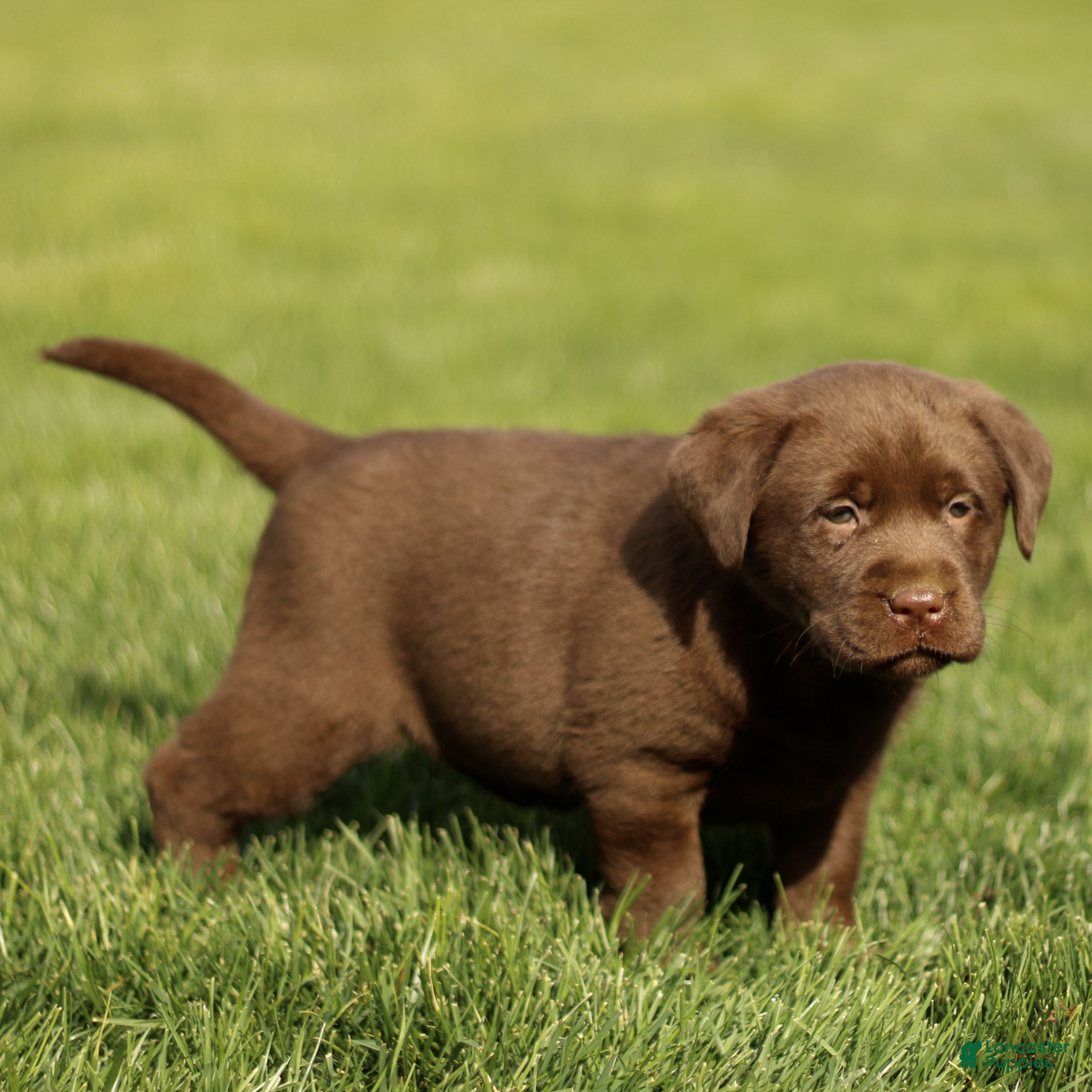 Labrador Retriever dogs Harriet  - Ad 2