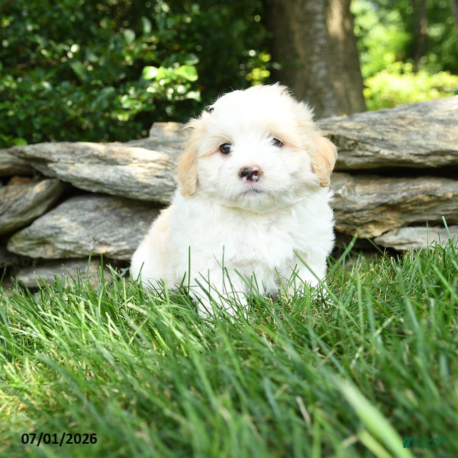 Maltipoo dogs for sale: Scooter - Ad 2