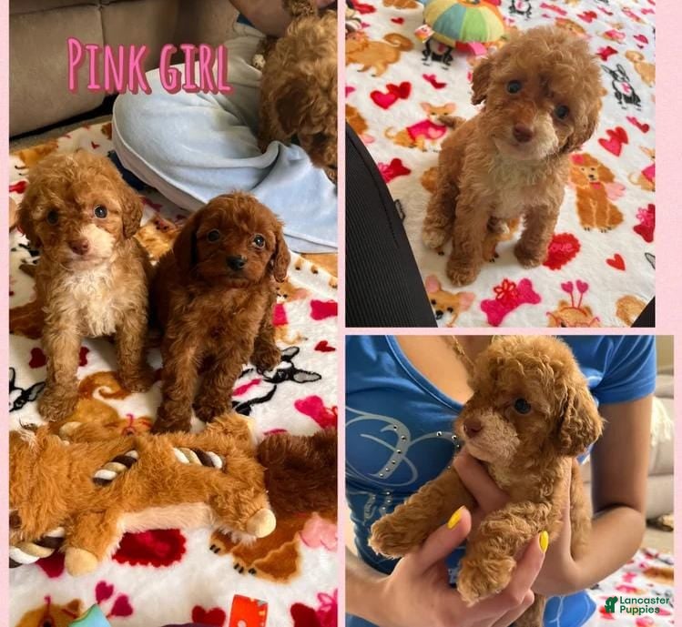 Cavapoo dogs Kate - Ad 42