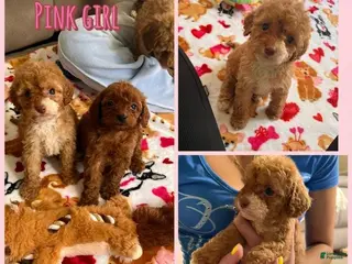 Cavapoo dogs Kate - Ad 42