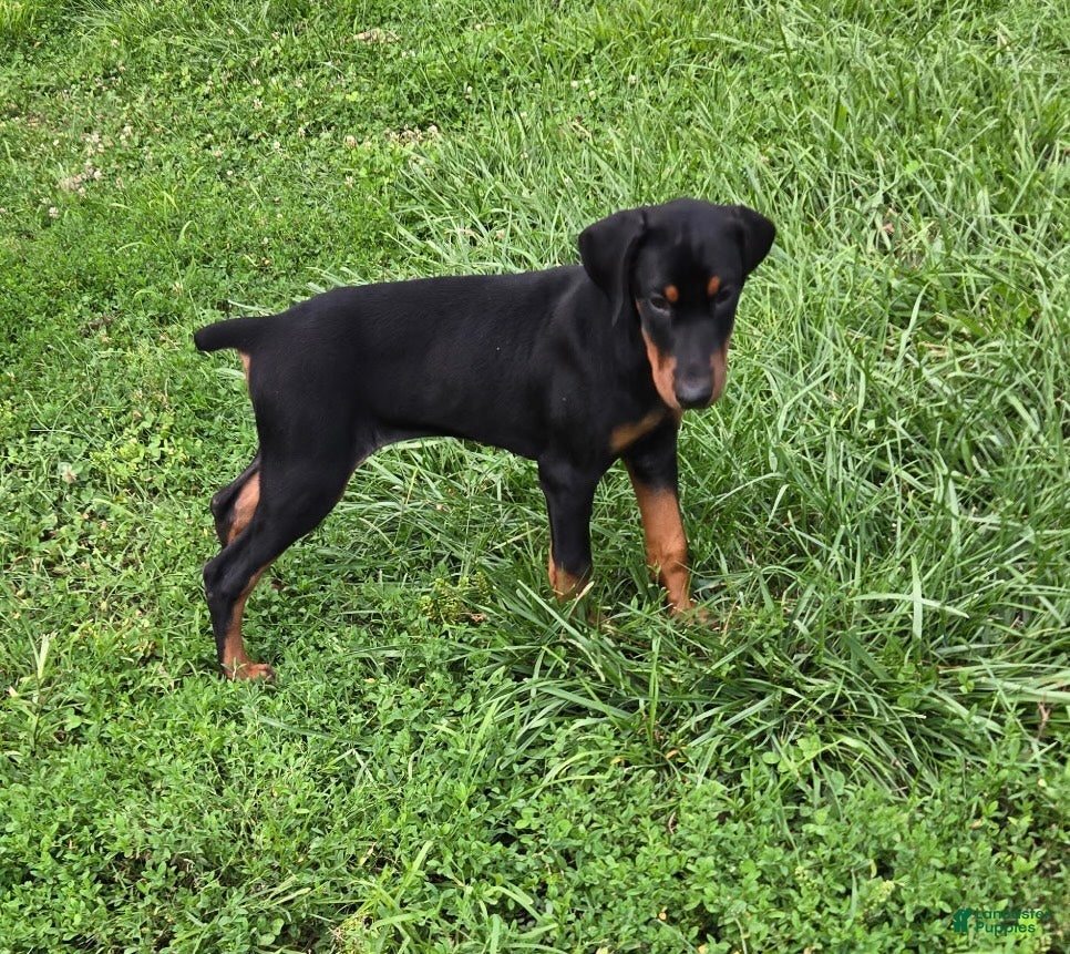 Doberman Pinscher dogs Dobie Girl - Ad 1