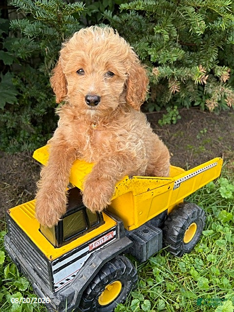 Cockapoo dogs Jace - Ad 2