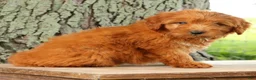 Mini Goldendoodle dogs for sale: Tucker - Ad 8