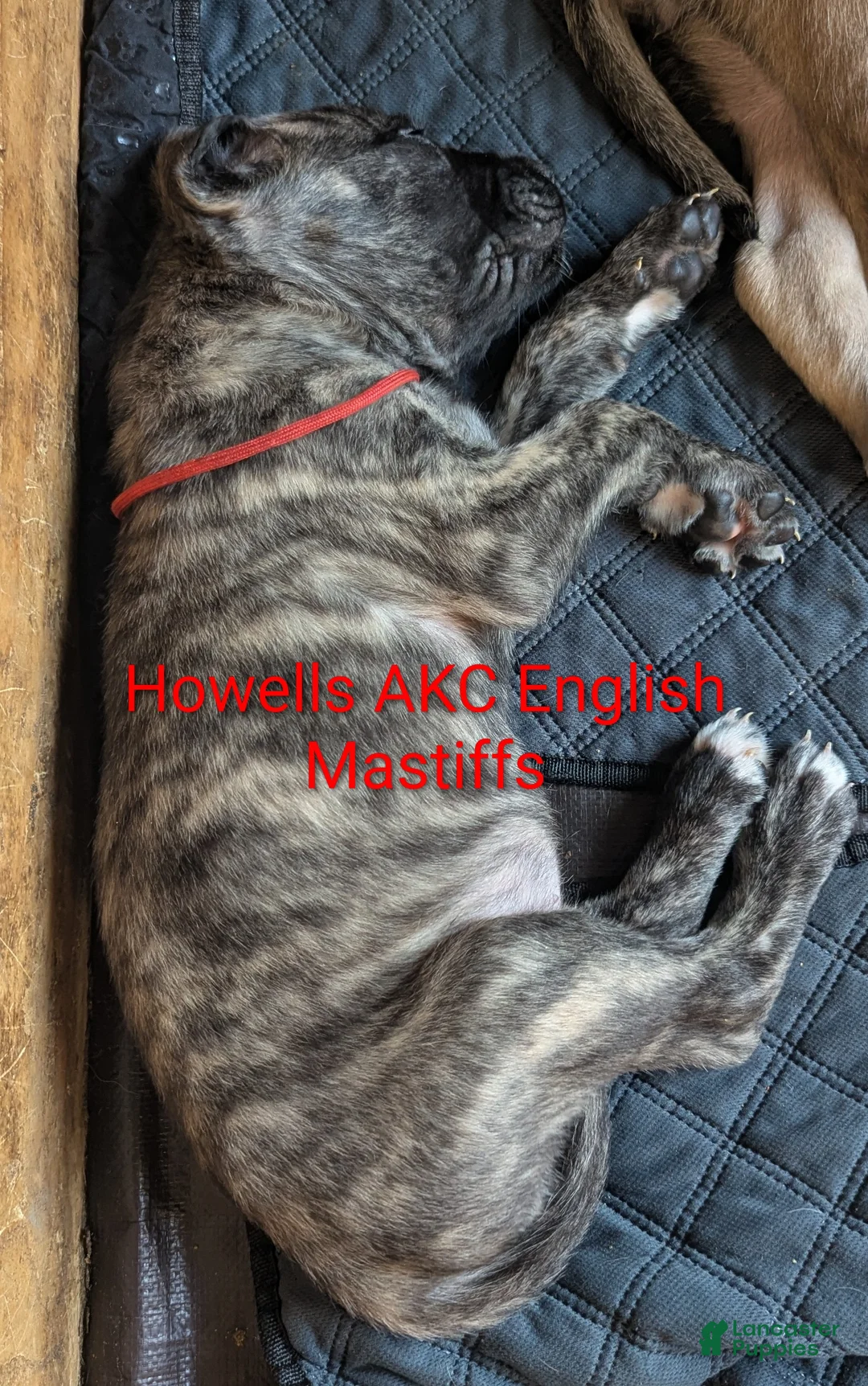 English Mastiff dogs for sale: English Mastiff Puppy pink - Ad 7