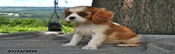 Cavalier King Charles Spaniel dogs for sale: Miley   - Ad 3