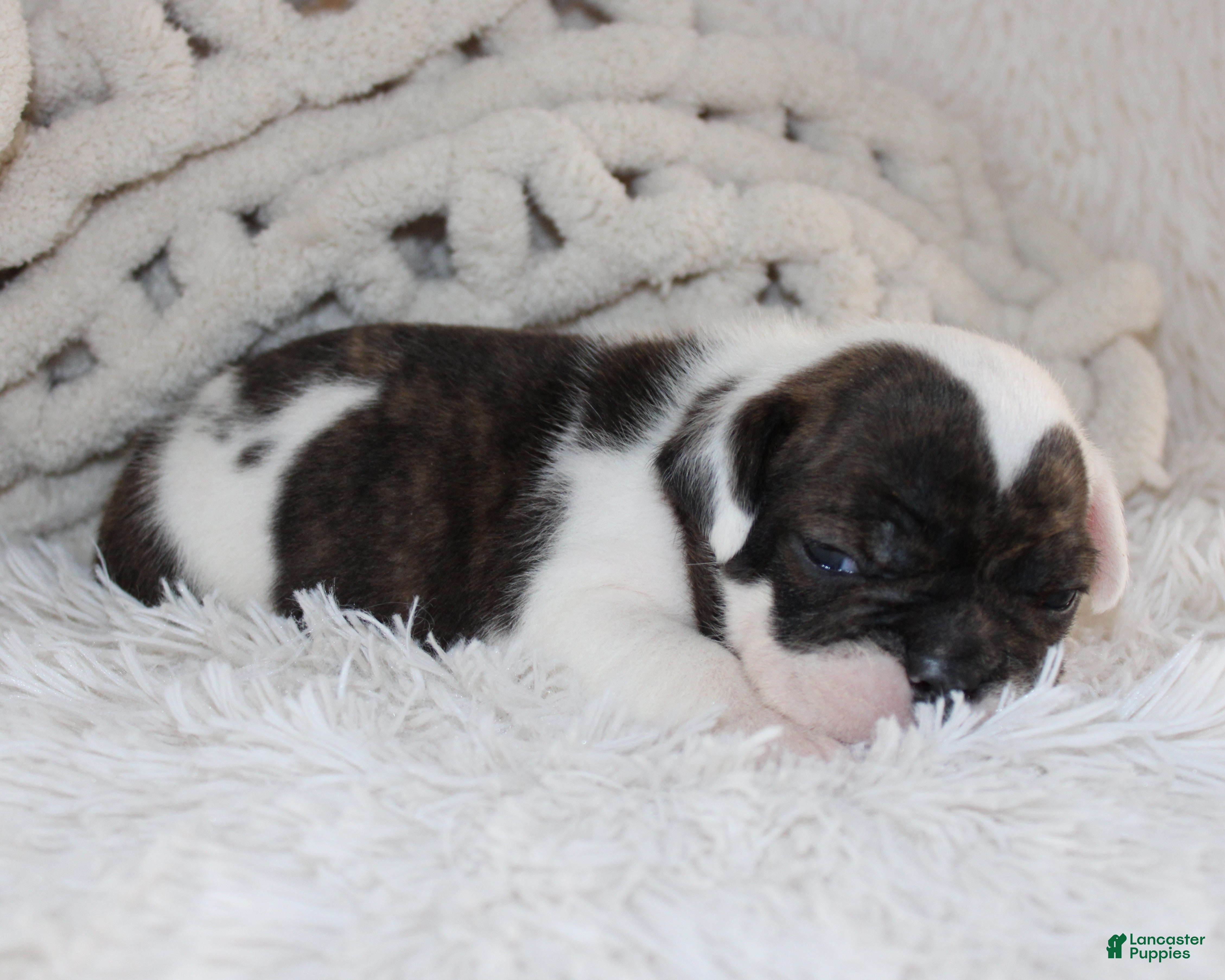 English Bulldog dogs Harry - Ad 1