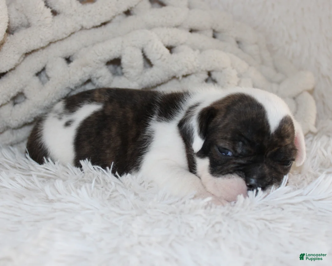 English Bulldog dogs for sale: Harry - Ad 1