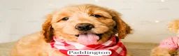 Goldendoodle dogs for sale: Paddinton - Ad 12