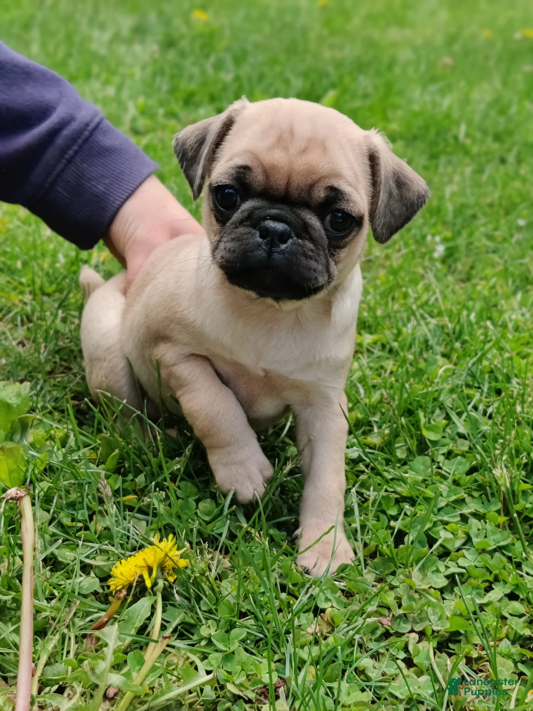 Pug dogs for sale: Trix - Ad 2