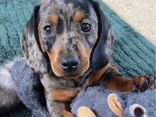 Miniature Dachshund dogs Puppy 5 - Ad 1