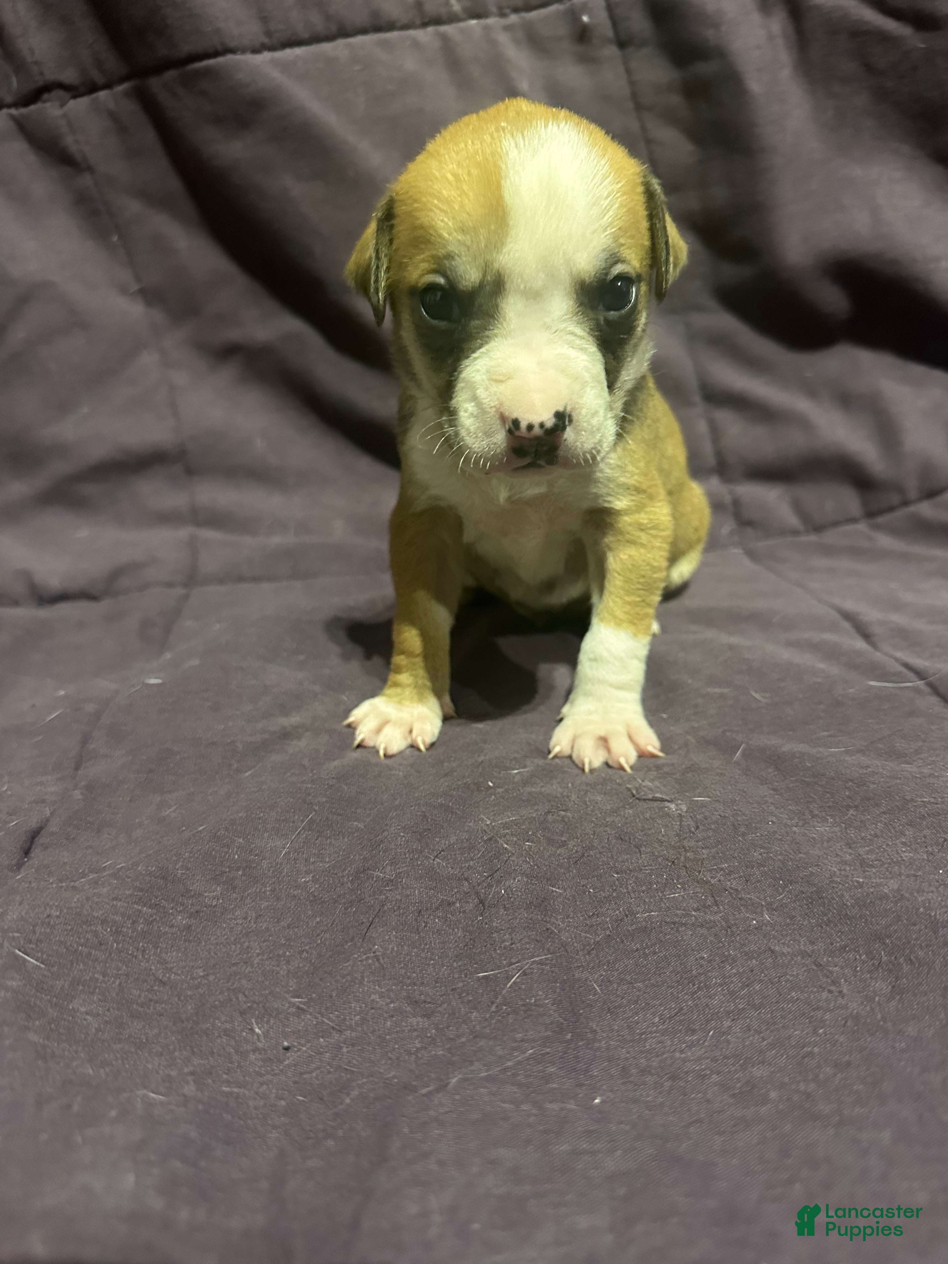 Mixed Breed dogs Mixed Pit Yellow - Ad 12