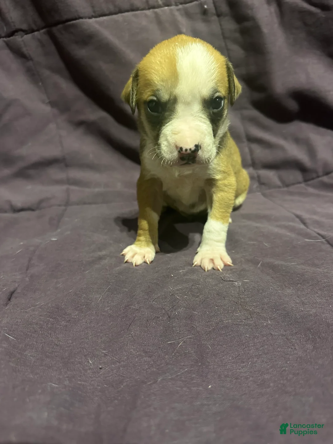 Mixed Breed dogs for sale: Mixed Pit Yellow - Ad 1