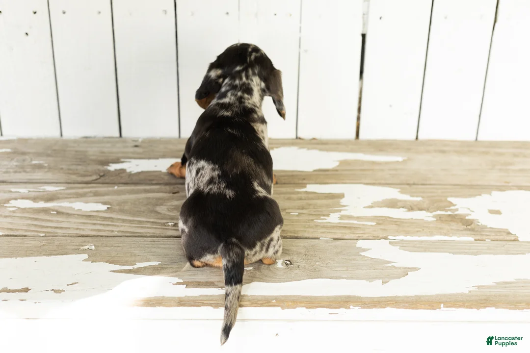Miniature Dachshund dogs for sale: Ollie - Ad 5