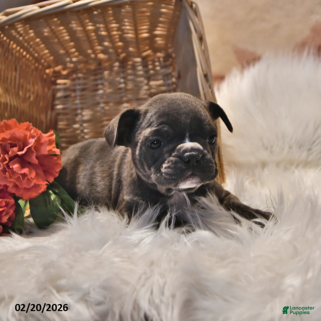 Frenchton dogs for sale: Blue  - Ad 4