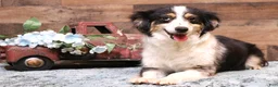 Toy Australian Shepherd dogs for sale: Layla blue eyed tiny blue merle f - Ad 5