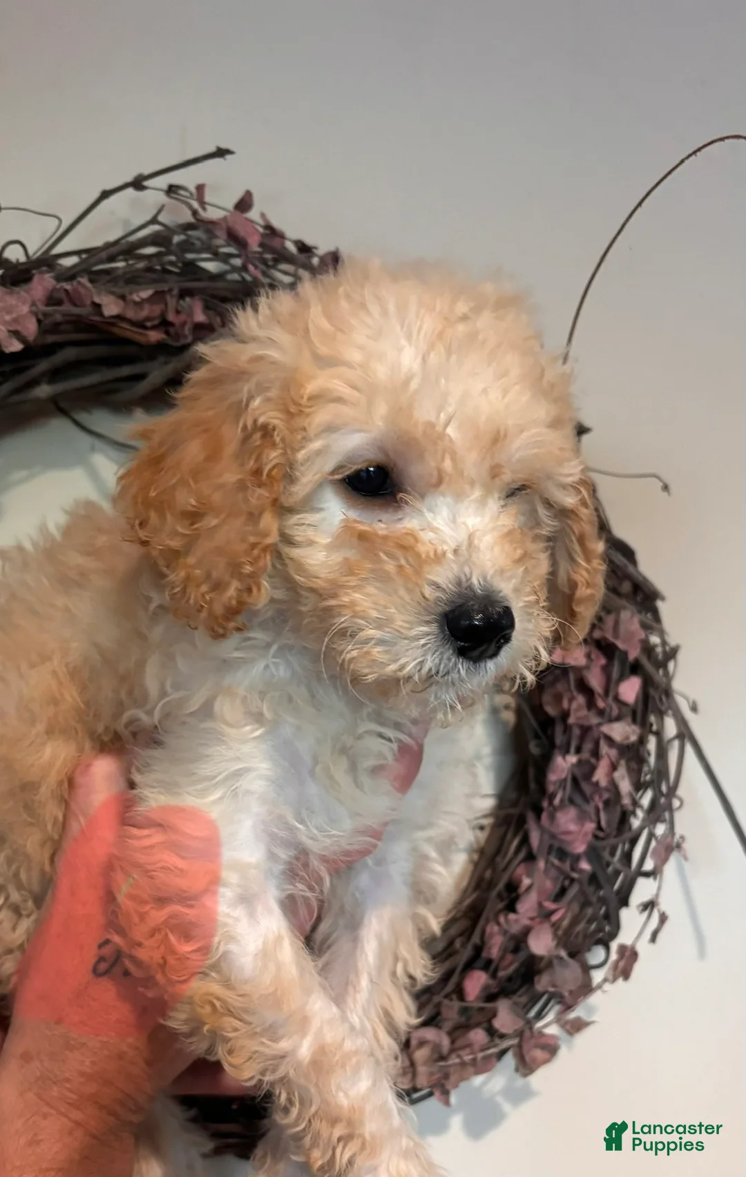 Mini Goldendoodle dogs for sale: Mini Goldendoodle 5 - Ad 2