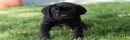 Cane Corso dogs for sale: Daisy  - Ad 3