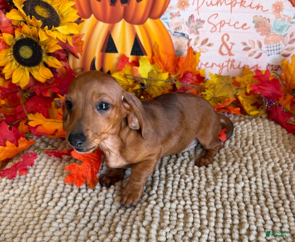 Miniature Dachshund dogs Sadie - Ad 8