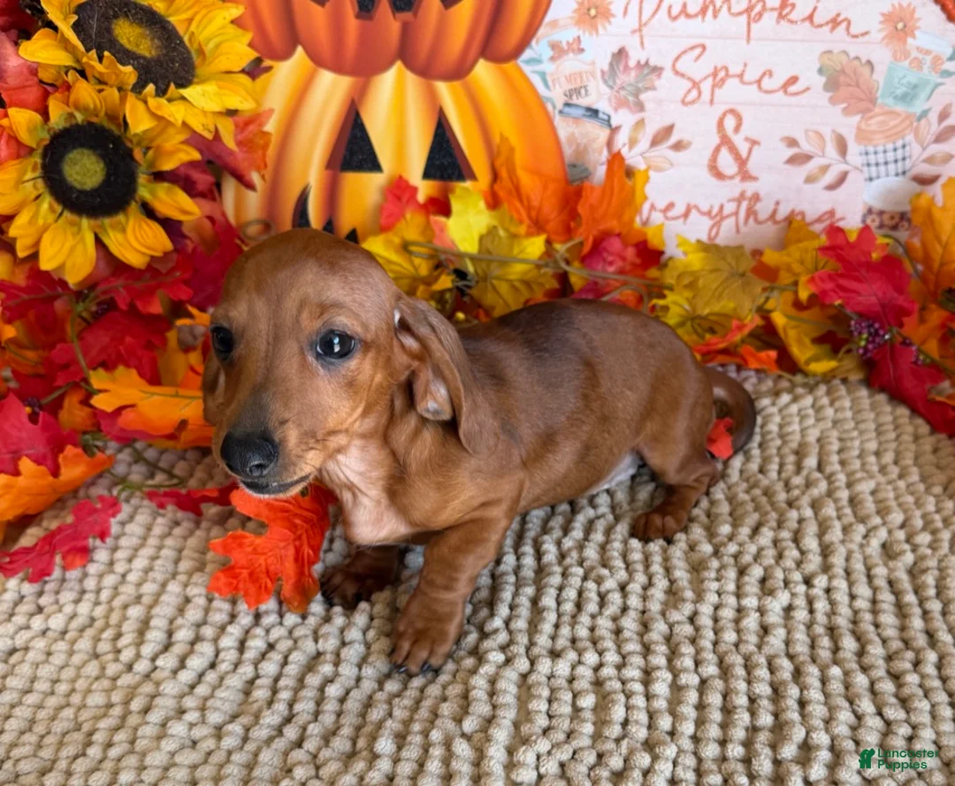Miniature Dachshund dogs for sale: Sadie - Ad 1